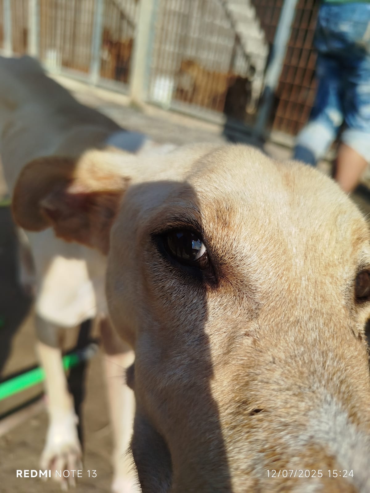 Cão disponível para adoção