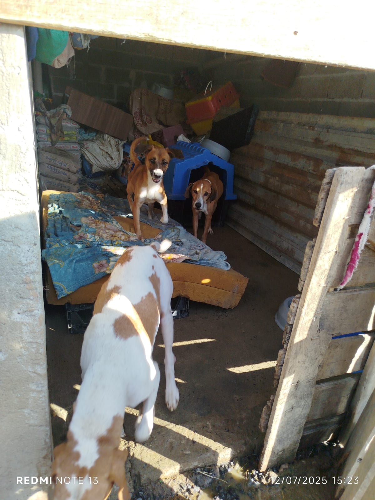 Voluntários cuidando dos animais