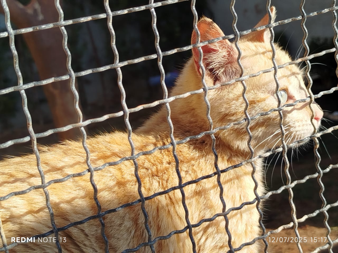 Doações para os animais