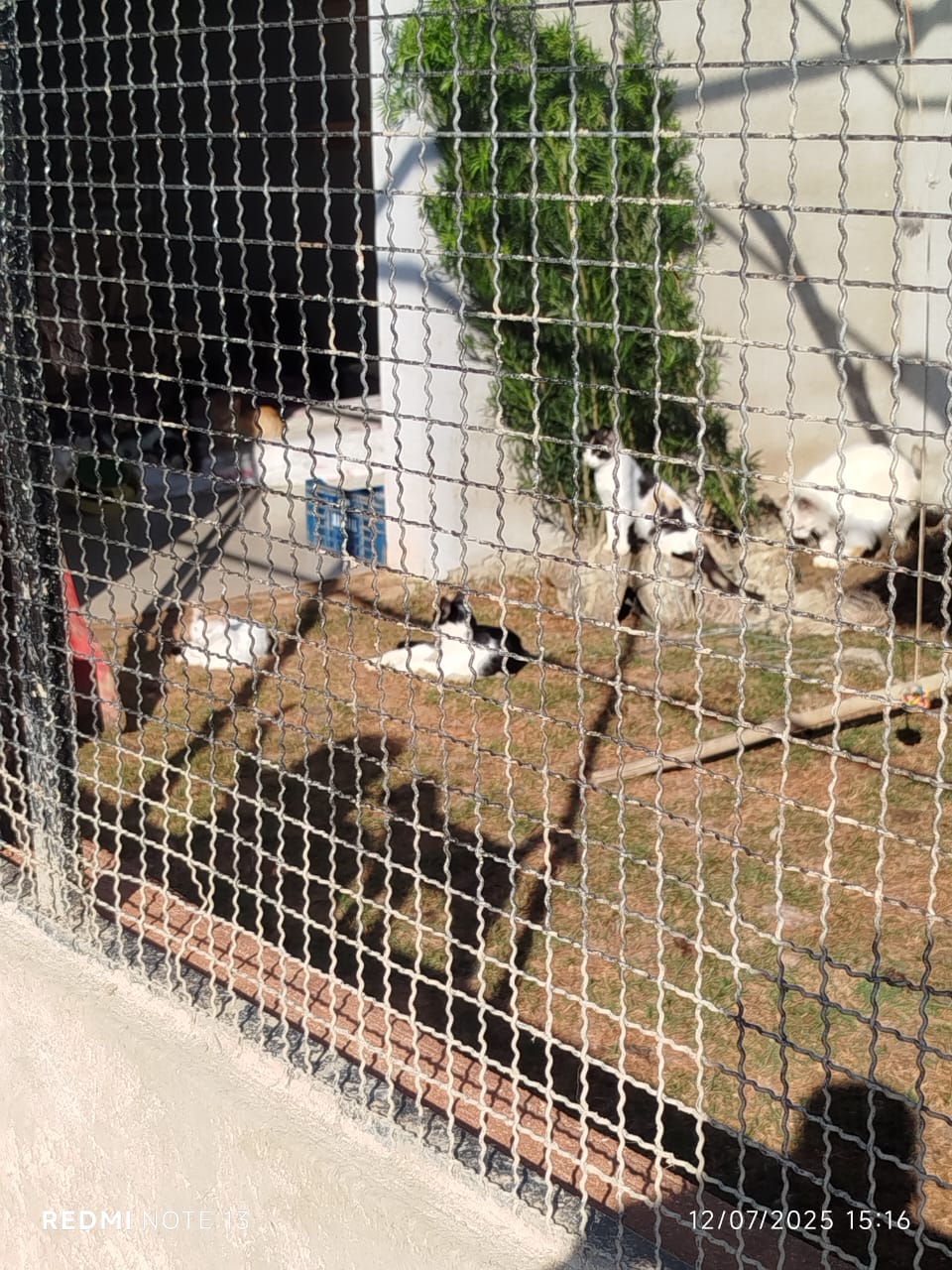 Doações para os animais