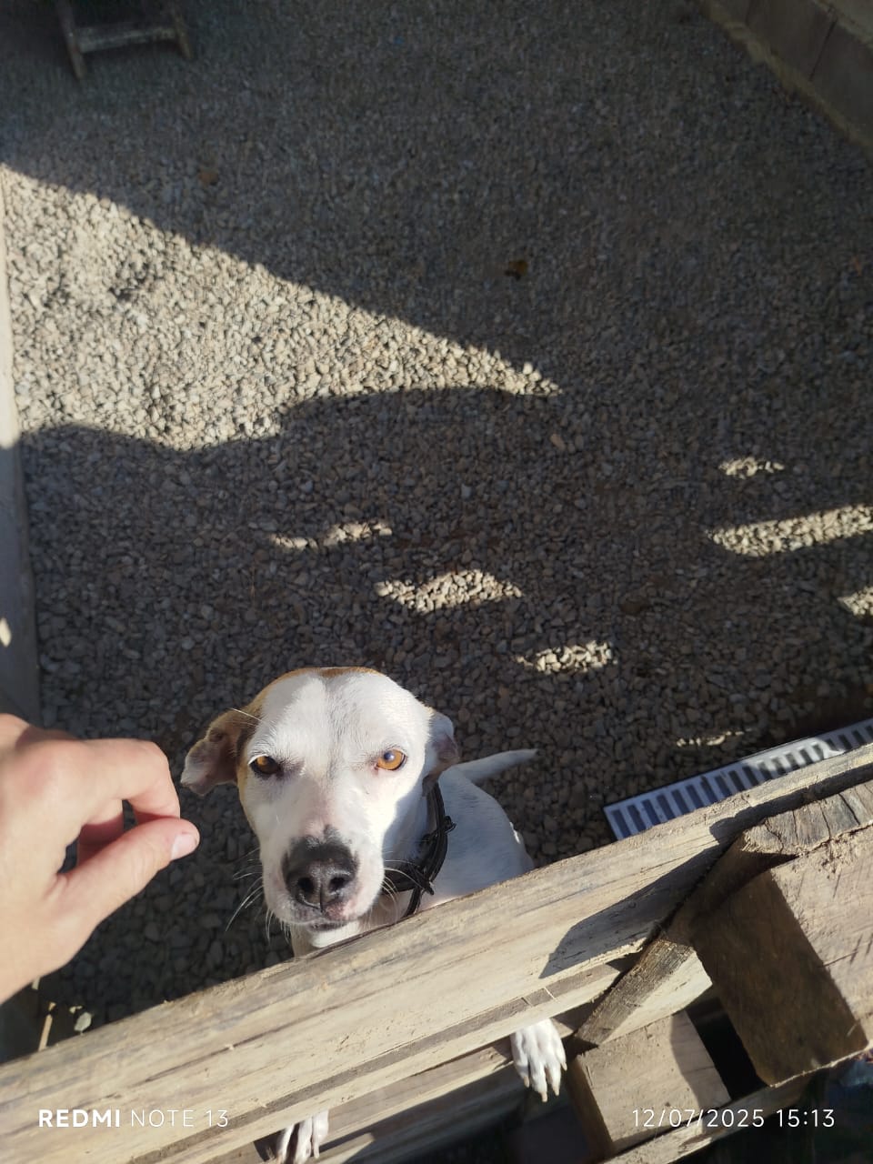 Doações para os animais